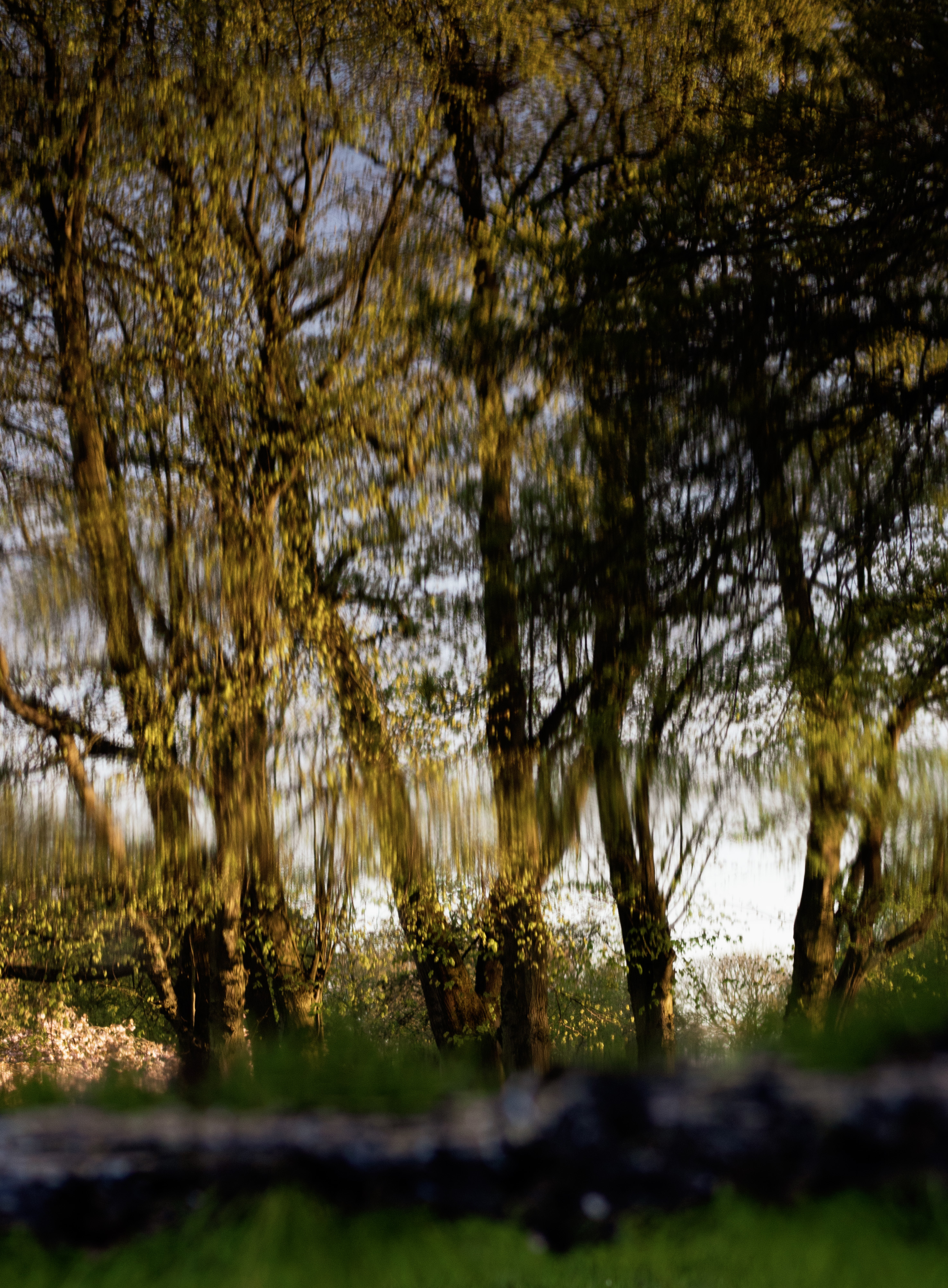 Abstract Forest Reflection